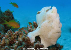 Warty frogfish or angelfish by Elena May Izyumskaya 